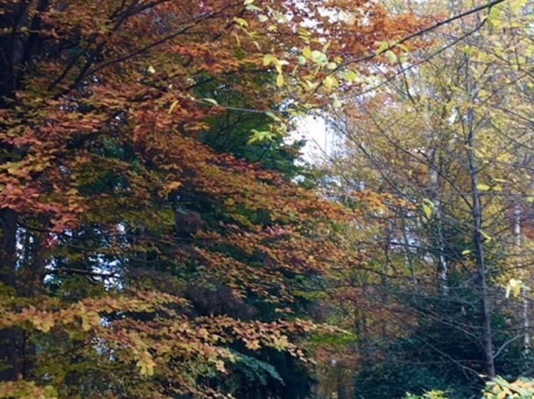 فندق Hollicarrs   Newlands