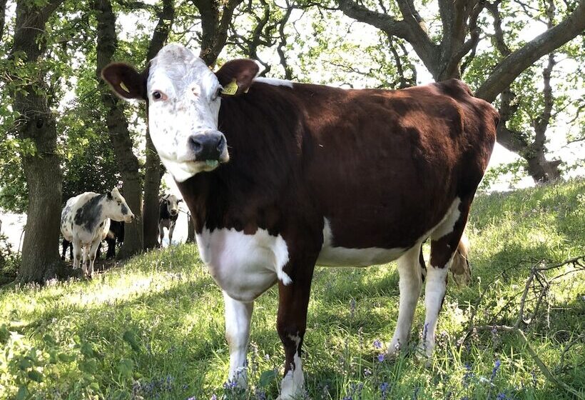 Queen Bower Farm Lodge