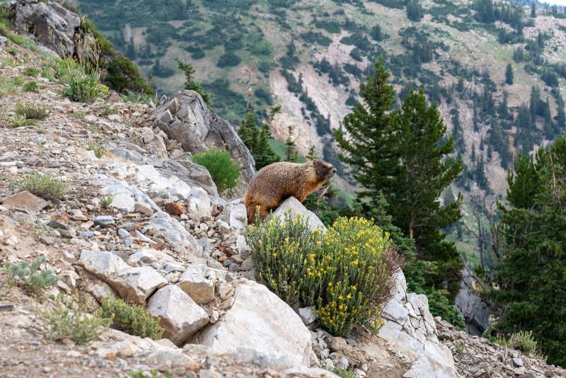 בית מלון כפרי Courtyard By Marriott Salt Lake City Cottonwood