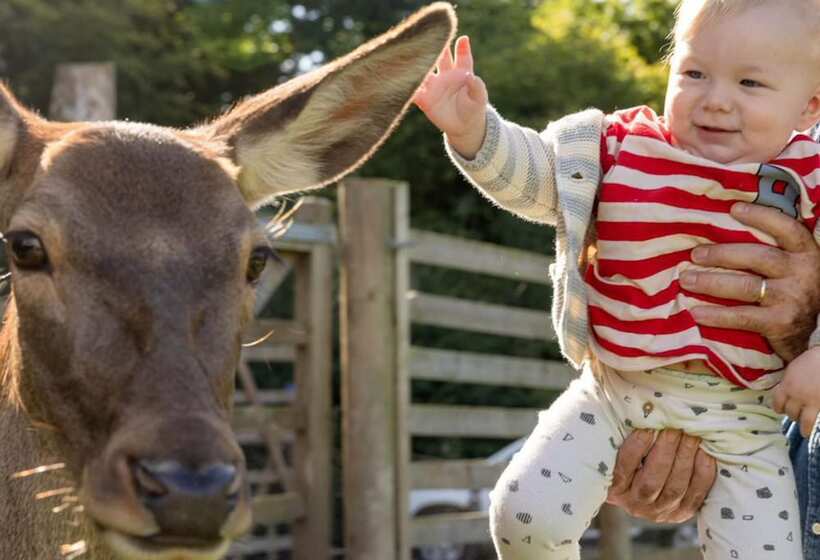 Luxury Safari Lodge Surrounded By Deer!!  Roe