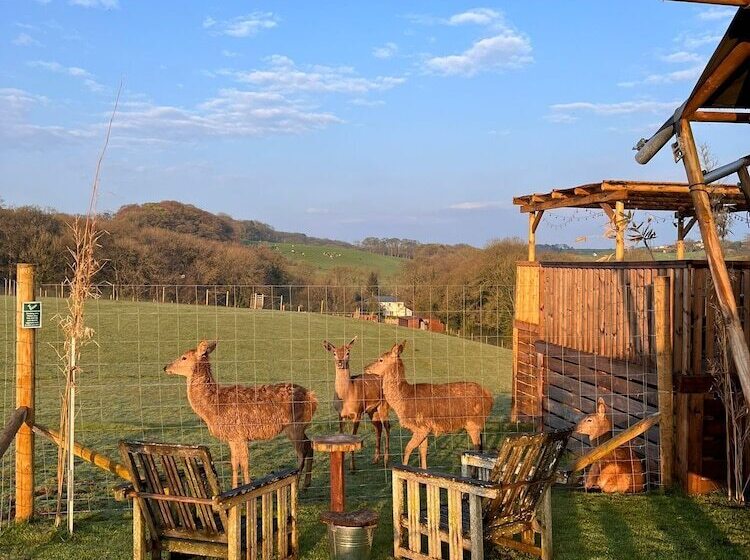 Luxury Safari Lodge Surrounded By Deer!!  Roe