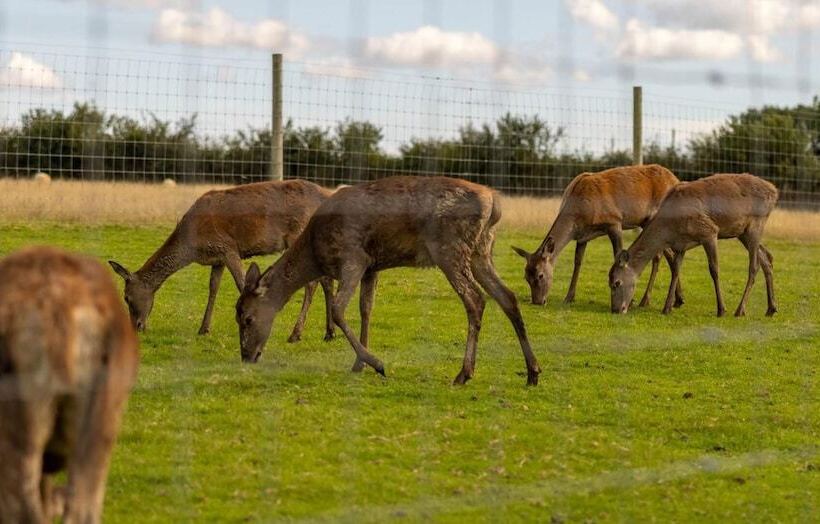 Luxury Safari Lodge Surrounded By Deer!!  Roe