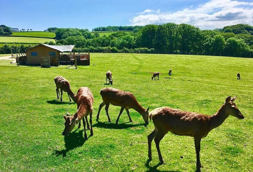 Luxury Safari Lodge Surrounded By Deer!!  Roe