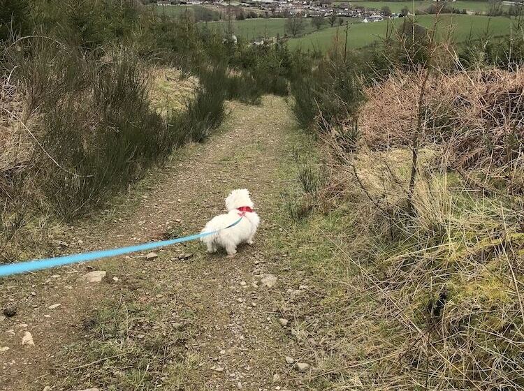 Romantic Shepherds Hut At Jacquies B And B