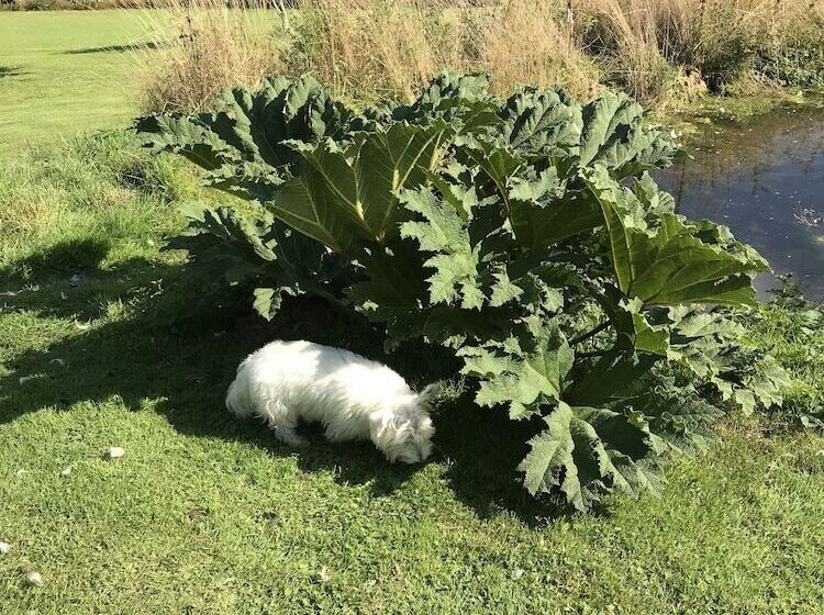 Romantic Shepherds Hut At Jacquies B And B