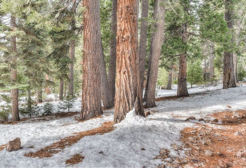 Tranquil Tahoe