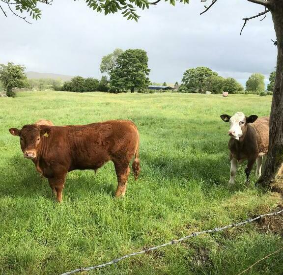 مبيت وإفطار Black Lion Inn