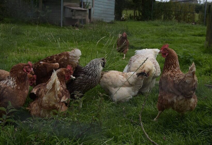 Cae Berllan Cottages