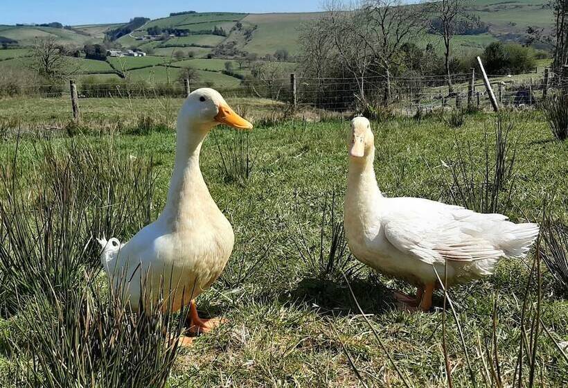 Eco Accommodation Cornflower Holiday