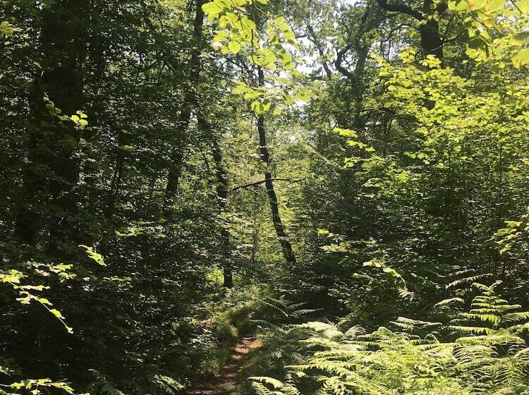 Cosy Woodland Off Grid Shepherds Hut   Hazel
