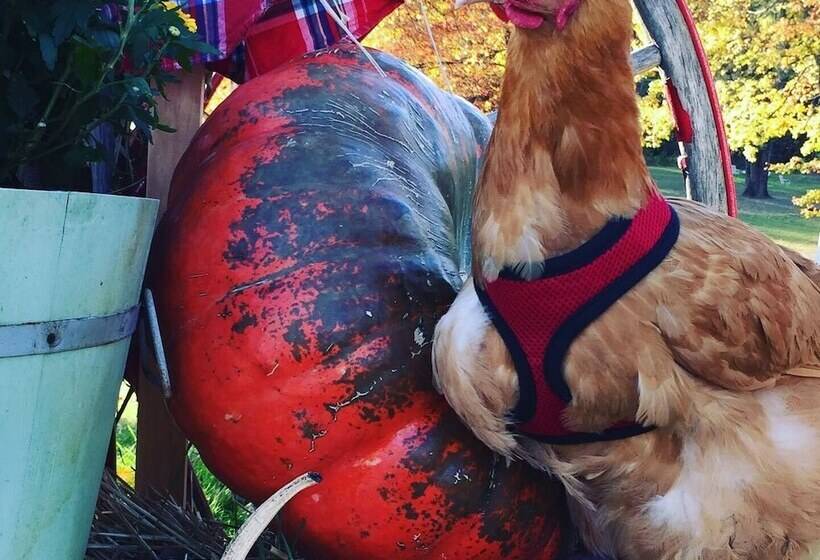 Countryside Cottages