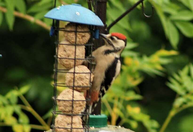 فندق Hollicarrs   Forest Retreat