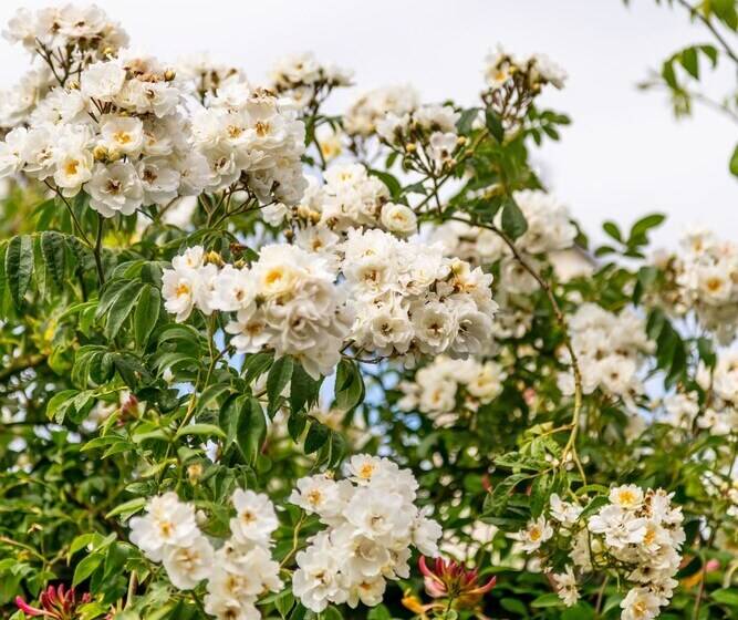 Maggie Puddle Cottage