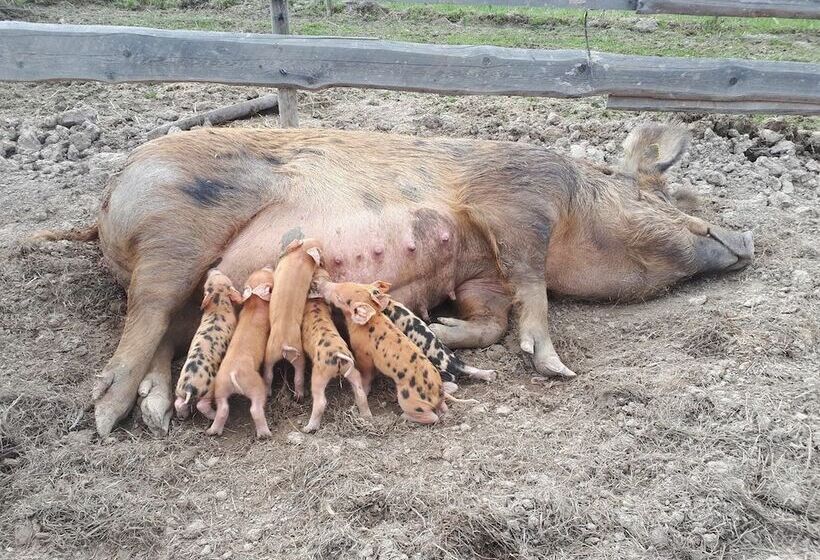 Tiny Hut In The Forest Overlooking The River