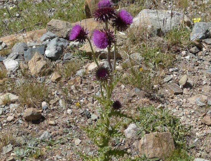 فندق Posada Las Mayas