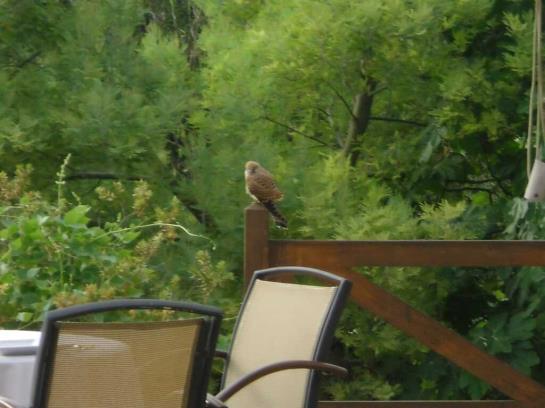 Сельский отель Villa Vegana