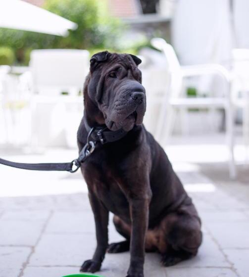 The One Hotel Designed For Adults Pet Lovers