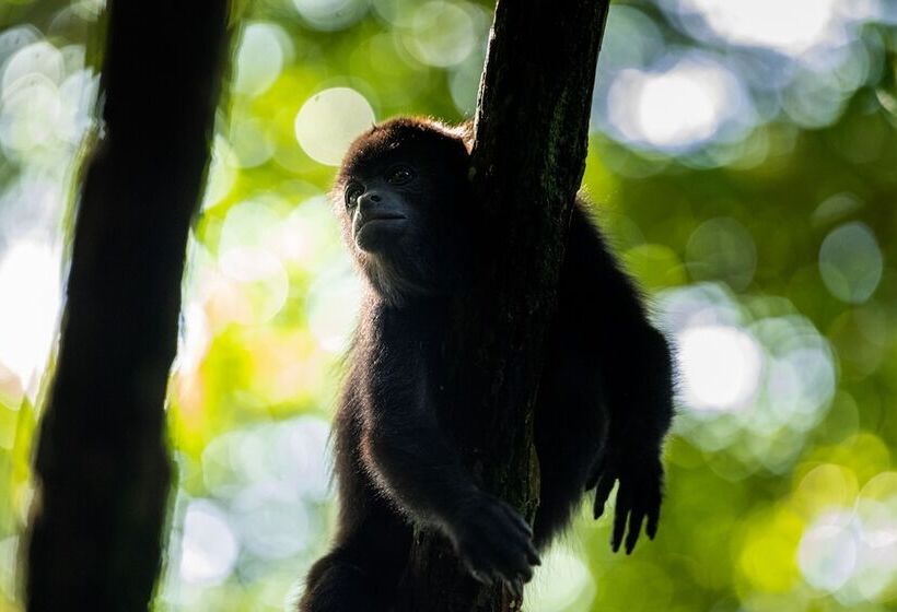 فندق Villa Mercedes Palenque