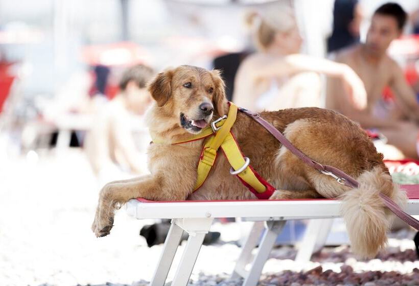 The One Hotel Designed For Adults Pet Lovers