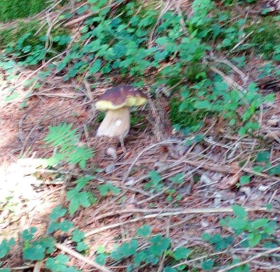 בית מלון כפרי Albergo Al Pino