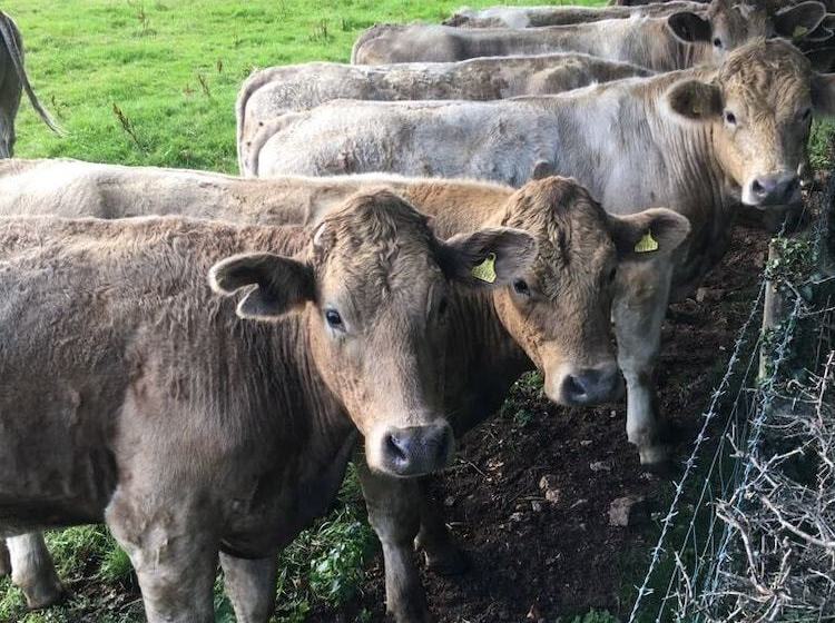 Spacious 2bed Cottage In Conwy, North Wales