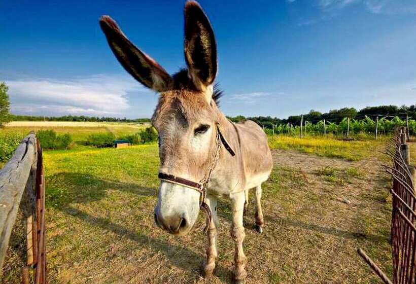 Luxurious Cottage In Loro Ciuffenna With Fitness Room