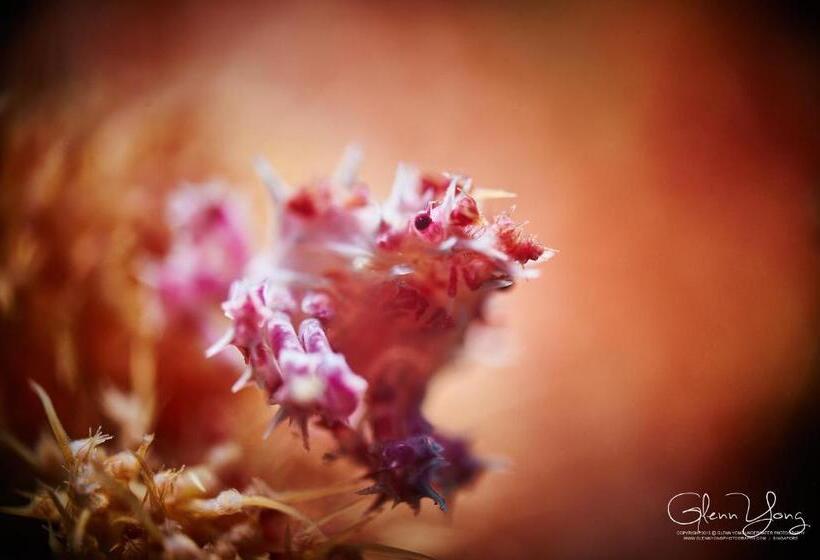 هتل Cocotinos Manado