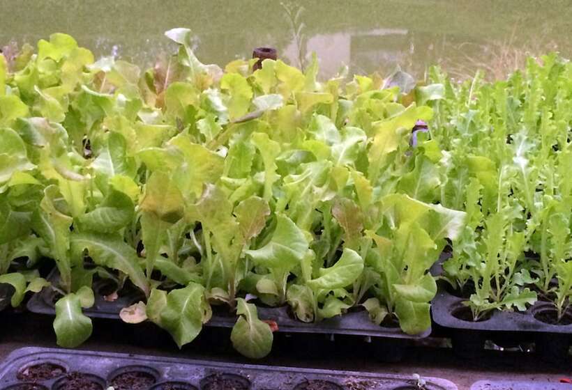 ホテル Narittaya Resort And Spa