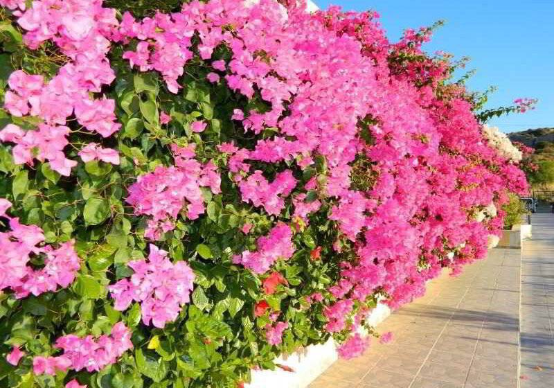 Telhinis Hotel & Apartments