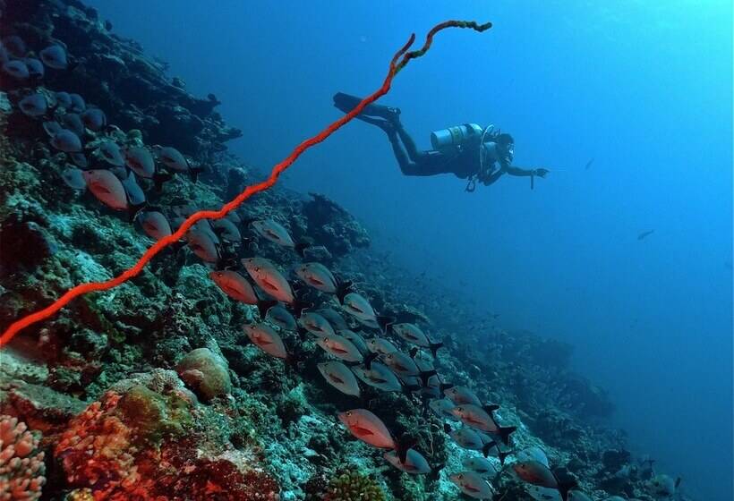 호텔 Jerrys Dive Lodge