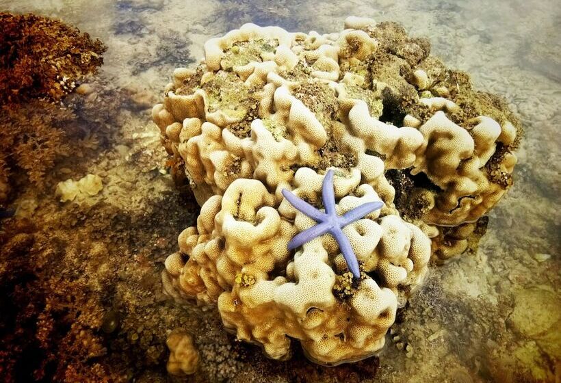 هتل Smallfrys Beach Resort