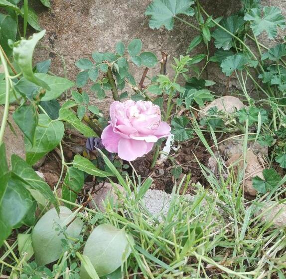 Apartamentos Rurales Rad Icarium