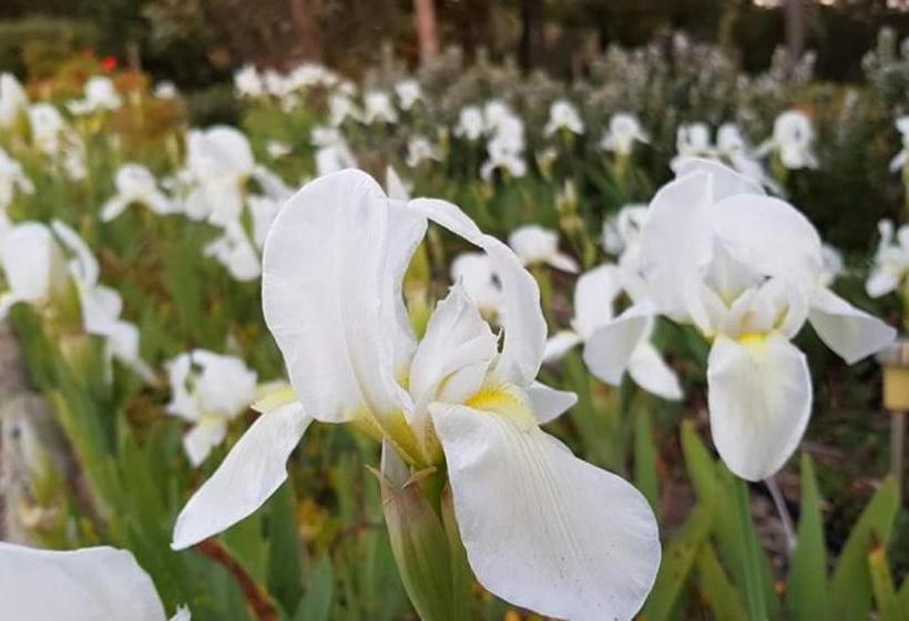 Barossa Glen ~ Henri's Cottage ~ Bed & Breakfast