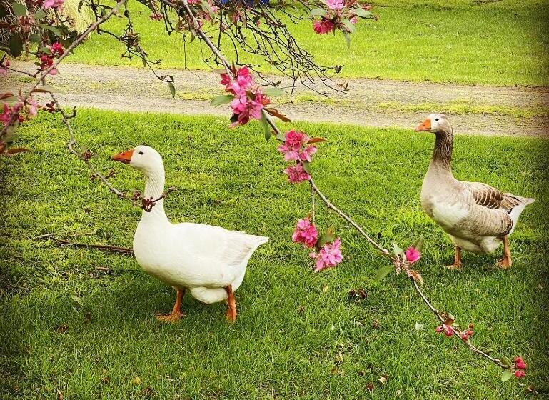 בית מלון כפרי Bush Retreat Farm Stay 2 Br Guest Suite