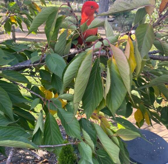 בית מלון כפרי Ionaforest Yurt