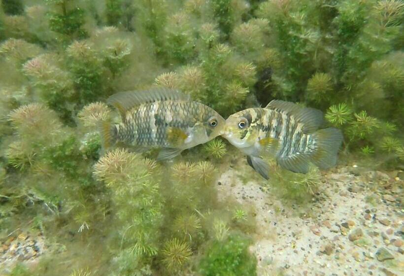 Отель Thermas Lagoa Santa