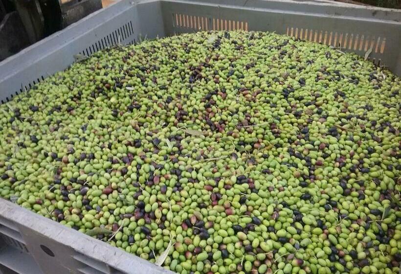 פנסיון Tenuta Le Tre Querce