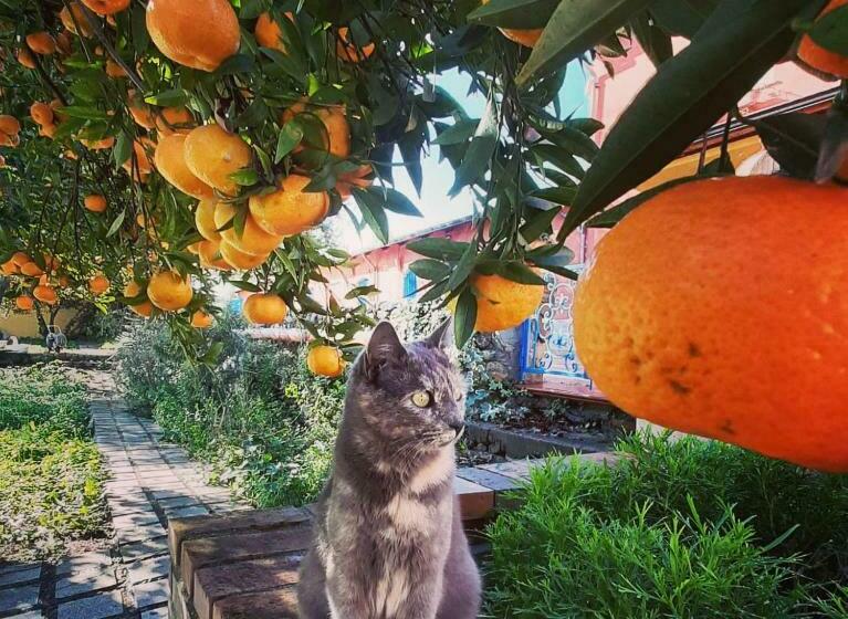 פנסיון Tenuta Le Tre Querce