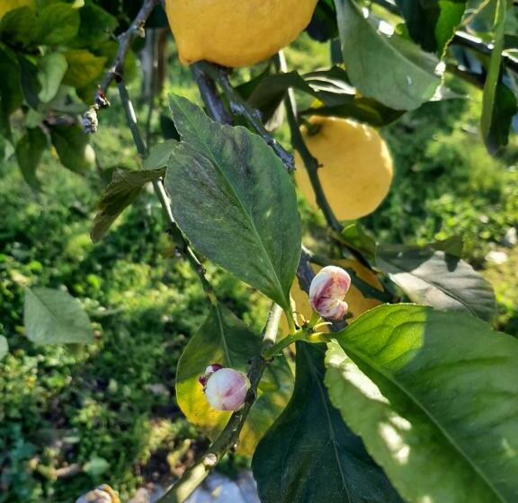 פנסיון Tenuta Le Tre Querce