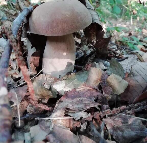 酒店 Agriturismo La Vecchia Cascina