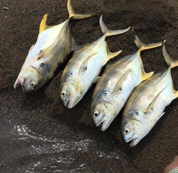 فندق Jungle Drake