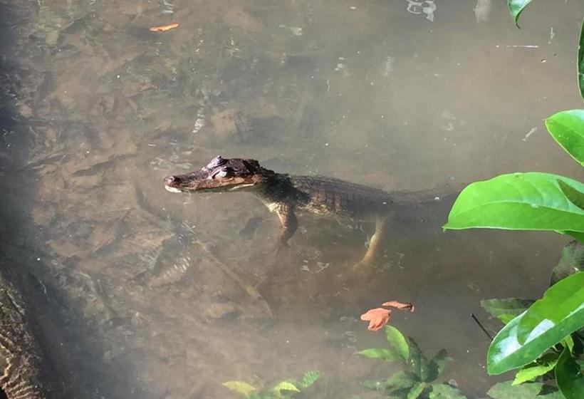 فندق Jungle Drake