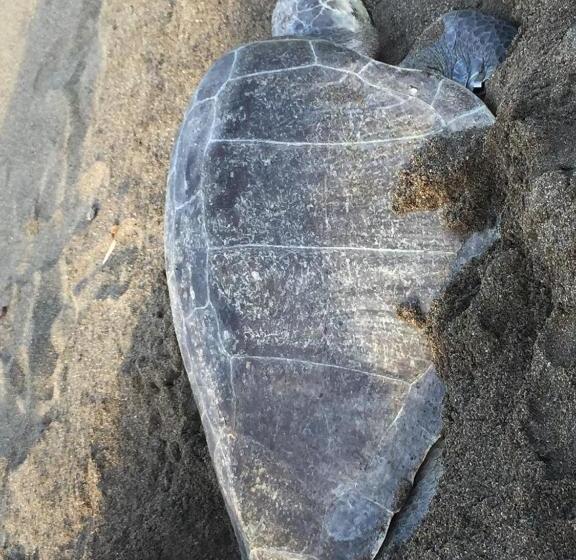 فندق Jungle Drake