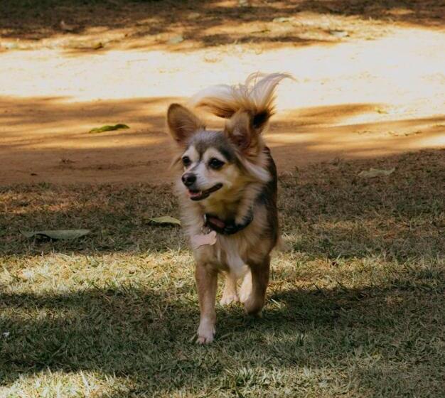 ペンション Pousada Canto Dos Passaros