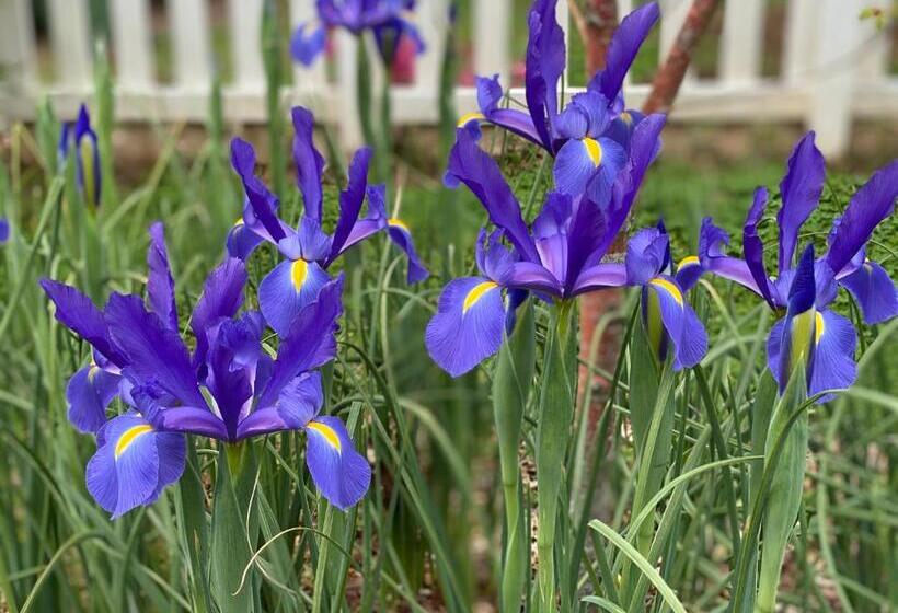 Hogan House Bed And Breakfast At Rose Hill