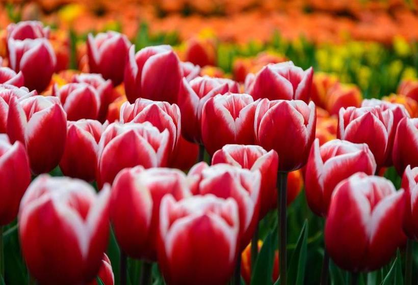 هتل & Bar Royal Taste Amsterdam