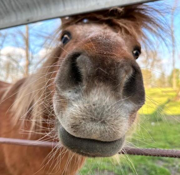 מוטל Muskátli Panzió és étterem