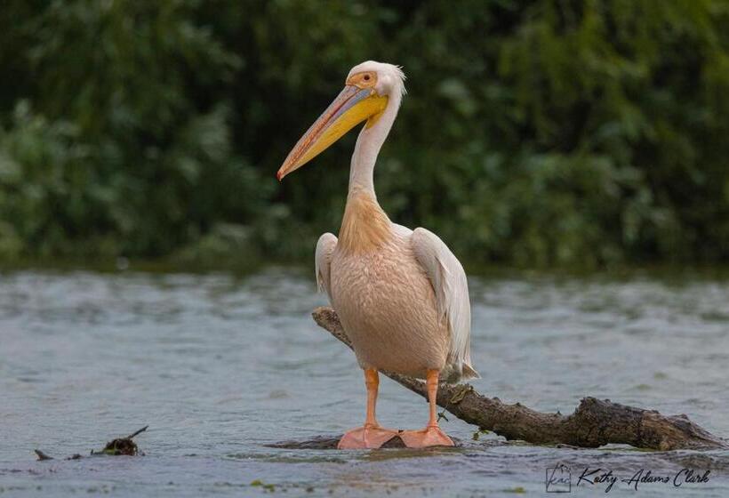 Pensiunea Belvedere Murighiol