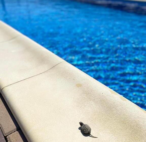 Pensiunea Belvedere Murighiol