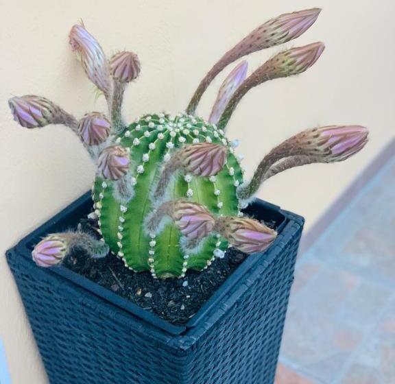 ベッドアンドブレックファースト Bb Borgo Biella